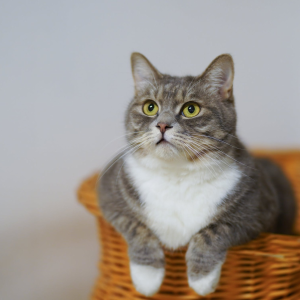 Petco Cat Litter Box on Sale