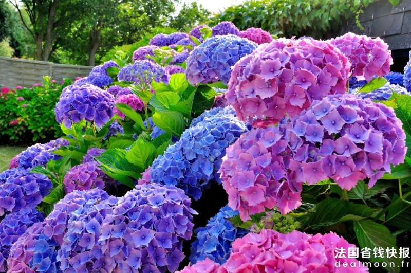 Hortensia1_Aquaphoto-Fotolia