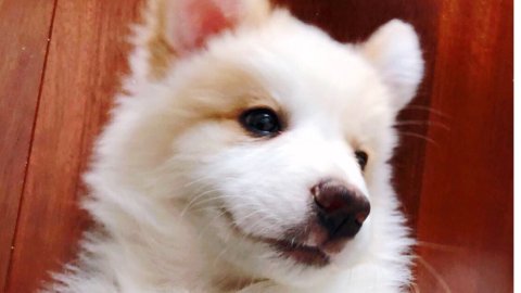 看我如何迎接王老五？Puppy Welcoming Box（吃喝拉撒篇）