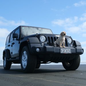 Petco 狗狗汽车用品热卖，狗子坐车更安全