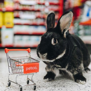 Petco First Repeat Delivery Order