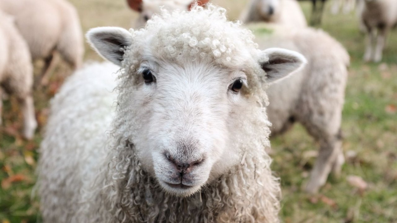 世界顶级羊绒品牌推荐 - 羊毛羊绒面料超全科普！怕冷星人看过来~