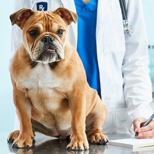 宠物知多少 狗狗的品种与先天疾病