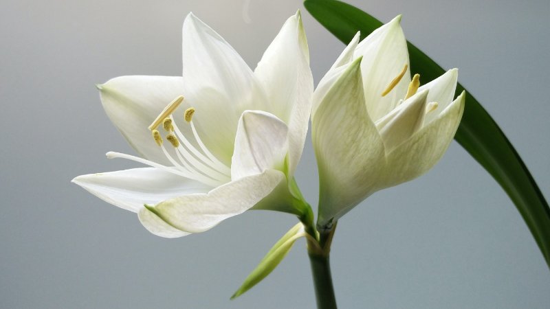 复活节百合
