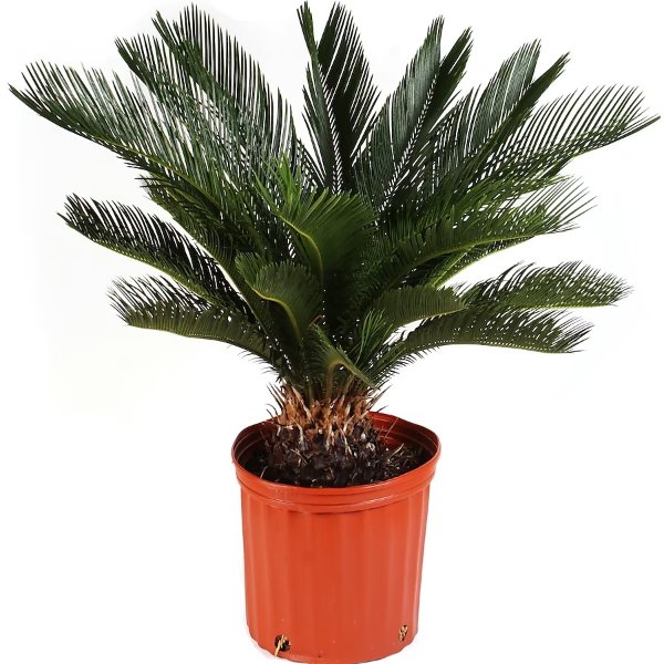 Sago Palm Tree House Plant in 10-in Pot