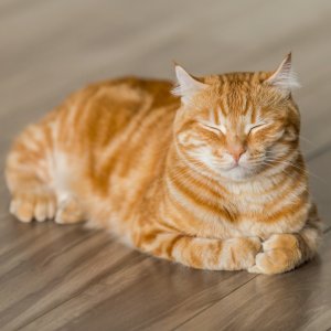 NaturVet & Comfort Zone Cat Calming Supplies On Sale