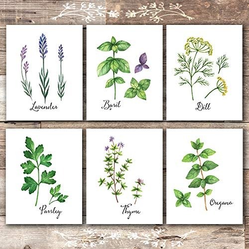 Botanical Prints Kitchen Herbs Wall Art - (Set of 6) - Unframed - 8x10s