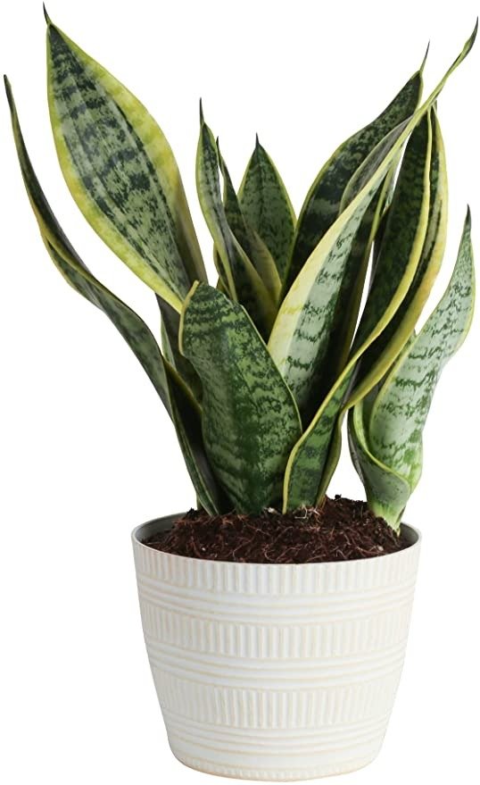 Snake, Sansevieria White Decor Planter Live Indoor Plant, 12-Inch Tall, Grower's Choice, Green, Yellow