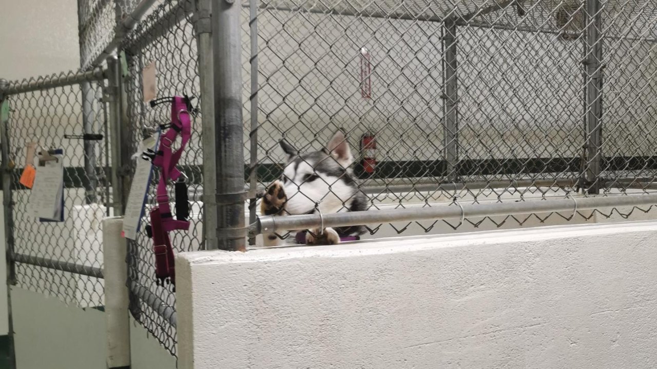 在Animal Shelter做Dog Walking Volunteer是什么体验？