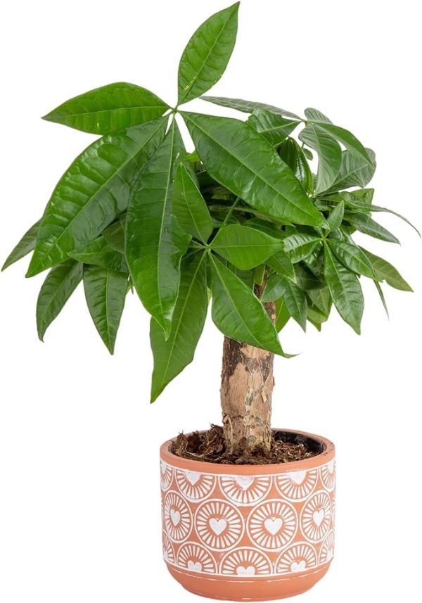 Costa Farms Money Tree, Small Easy to Grow Live Indoor Plant, Live Houseplant in Indoor Plant Pot, Bonsai Potted in Potting Soil, Birthday, Housewarming, Tabletop and Office Home Decor, 10-Inches Tall