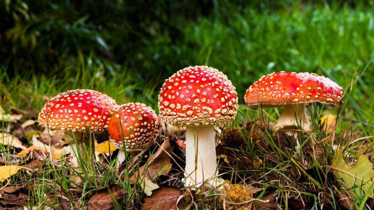 盘点世界上最毒的7种致命剧毒蘑菇！教你识别哪些野蘑菇一定不能吃！