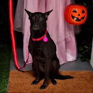 Select Halloween Costumes on Sale @ Chewy