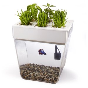 'Aquafarm' Aquaponic Indoor Garden with Self Cleaning Fish Tank