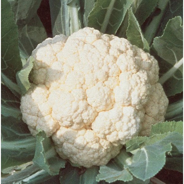Cauliflower, Early White Hybrid