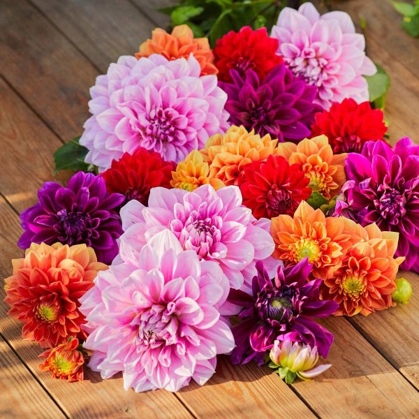 Longfield Gardens Dahlia Collections, 12 Count