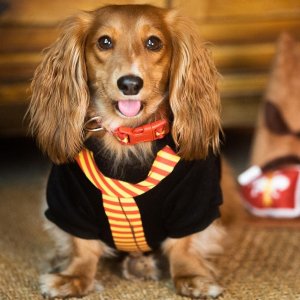 Harry Potter Pet Products on Sale