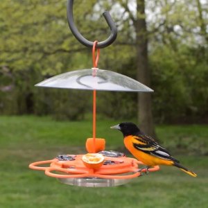 Nature's Way OFP1 All-in-One Oriole Buffet Bird Feeder