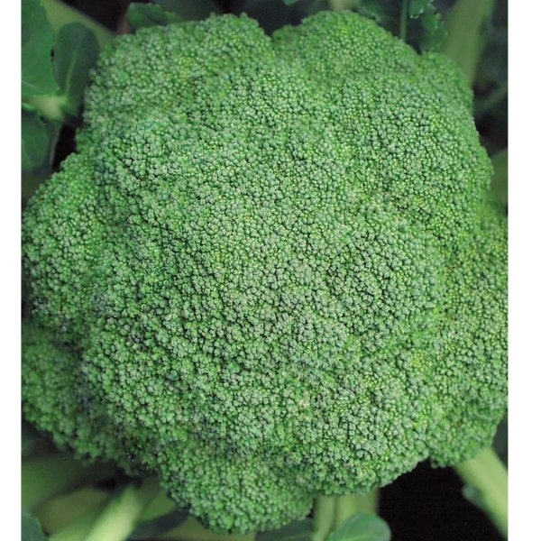 Broccoli, Marathon Hybrid