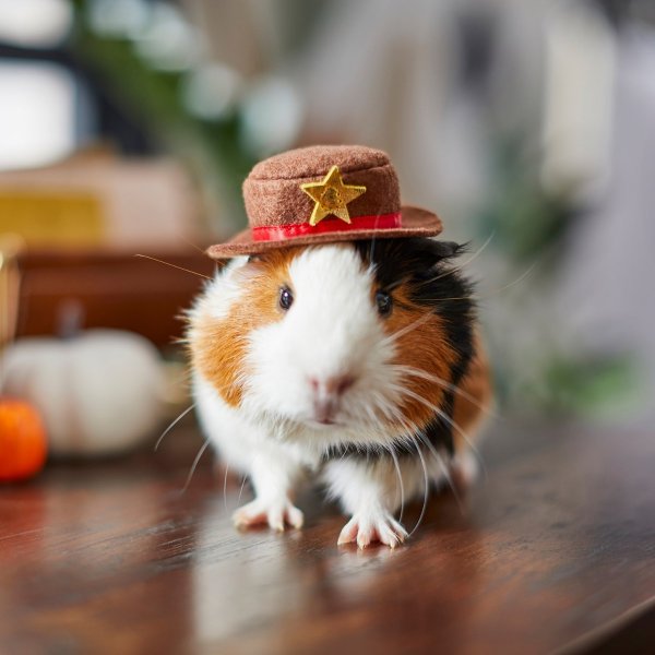 FRISCO Cowboy Guinea Pig Costume Hat, One Size - Chewy.com