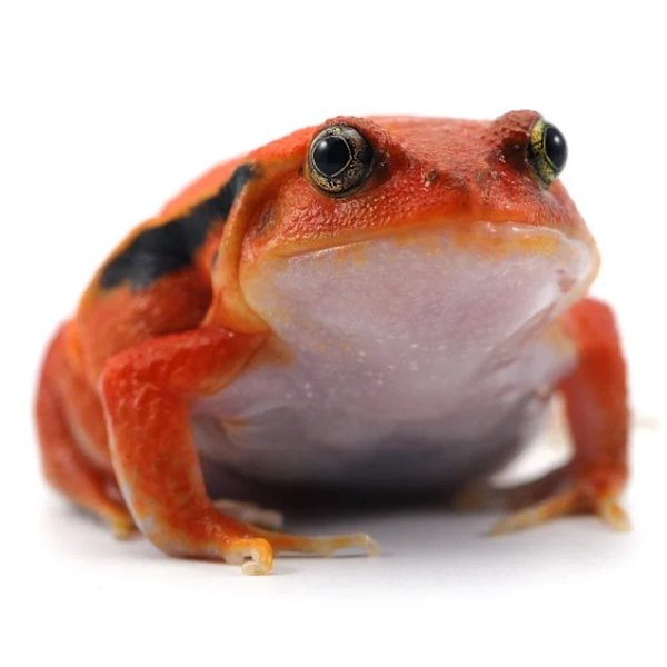 Tomato Frog (Dyscophus guineti) | Petco