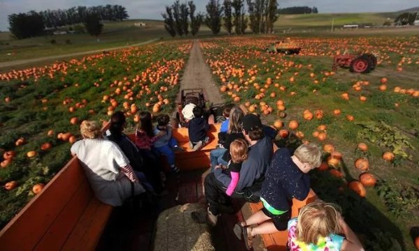 Pumpkins at The Great Peter Pumpkin Patch (Up to 40% Off)