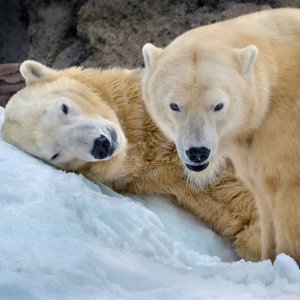 超治愈 快来看动物们在干嘛圣地亚哥动物园 企鹅、考拉、北极熊等动物线上直播随时免费看