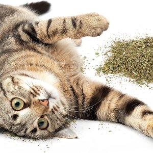 SmartyKat, Organic Catnip, For Cats, 100% Certified Organic, Natural, Pure, Potent, Resealable