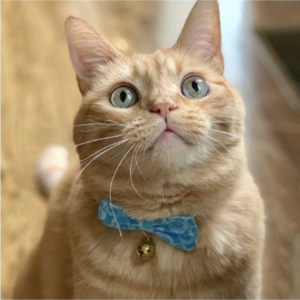 Kiku Ribbon Bow Tie Cat Collar, Pink - Chewy.com