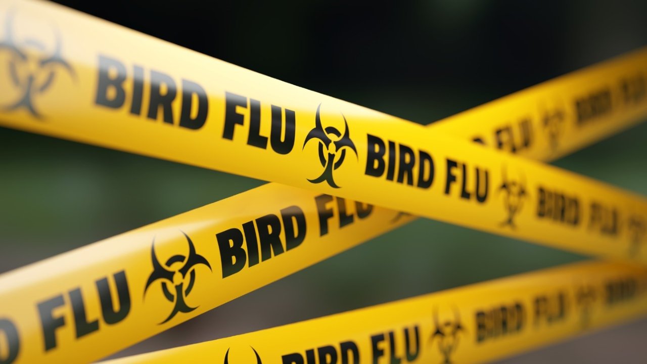 美国多州爆发禽流感（Bird Flu），鸡肉要这样烹煮才安全