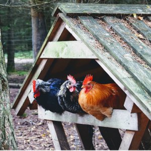 Chewy Select Chicken coop on sale