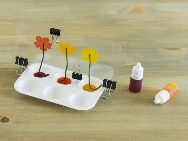 Capillary Action Ages 5-8