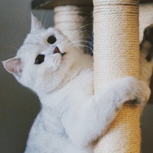 Petco Selected Cat Trees & Towers on Sale