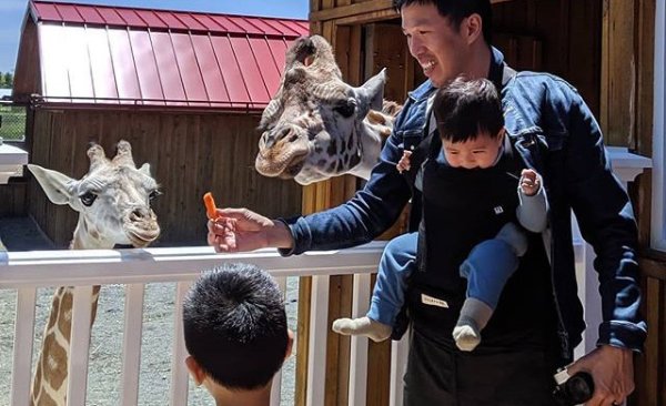 Giraffe-Family-Feeding.jpeg
