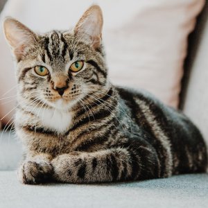 Petco Selected Cat Flea & Tick Treatment on Sale