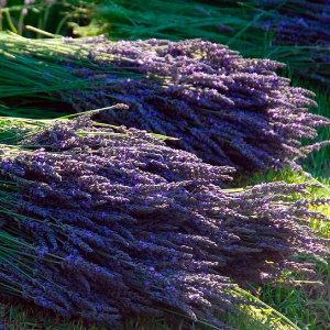 California lavender Farm Sorting