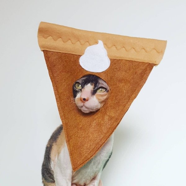 Pumpkin pie cat and small pet hat felt costume | Etsy