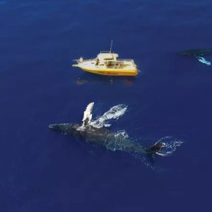 Whale Watching Places Around America