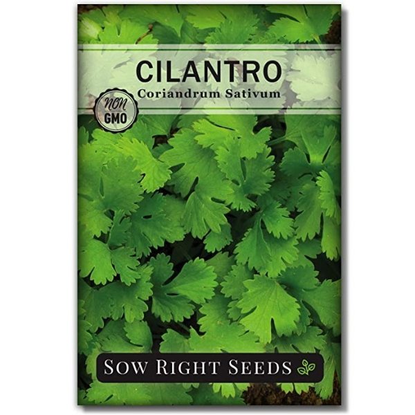 Right Seeds - Cilantro Seed - Non-GMO Heirloom Seeds with Full Instructions for Planting an Easy to Grow herb Garden, Indoor or Outdoor; Great Gift (1 Packet)