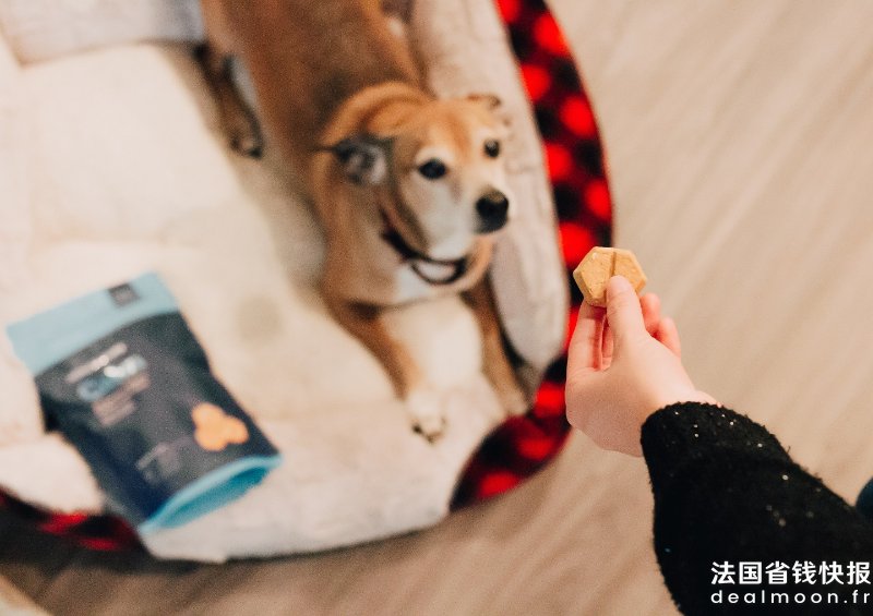 honest-paws-_Cuc_nXXkSI-unsplash