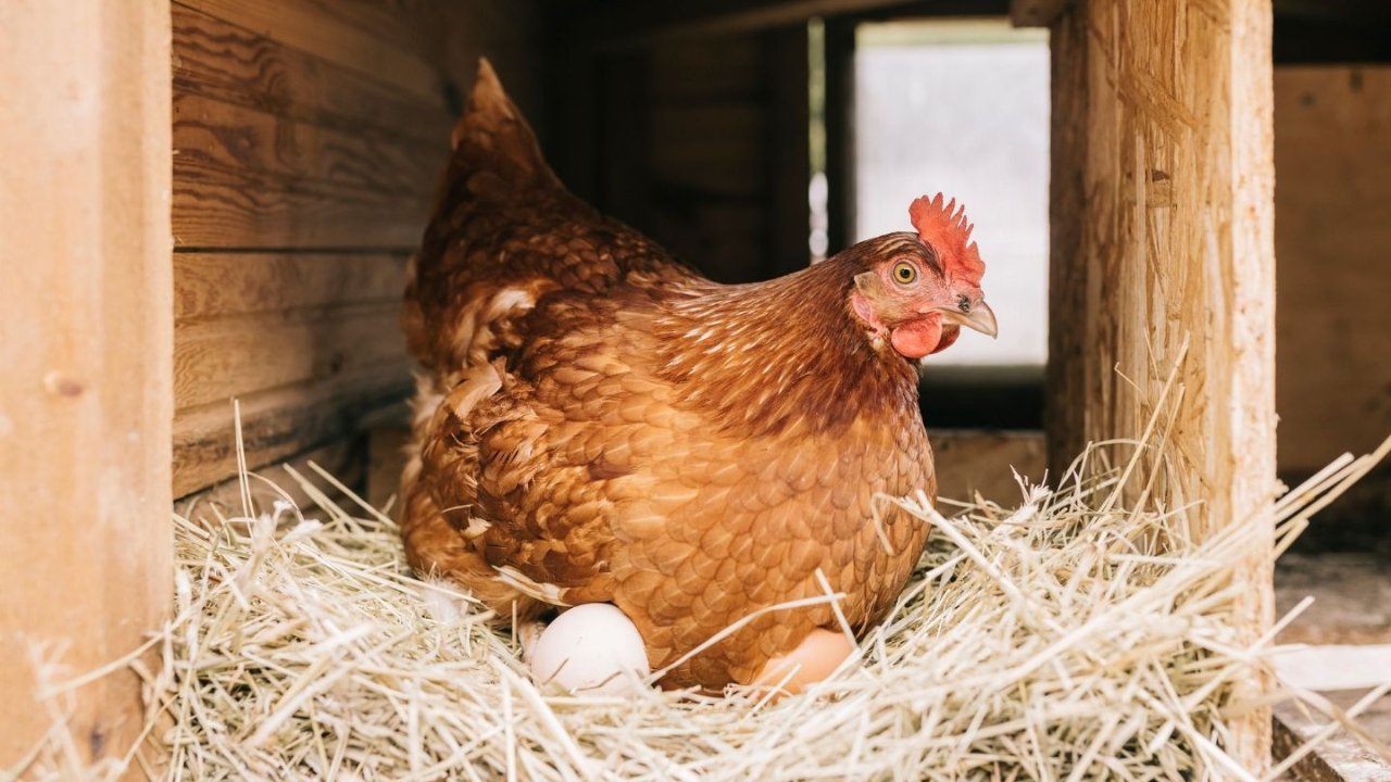 鸡蛋价格飙升，后院养鸡风兴起，但这些健康风险需注意