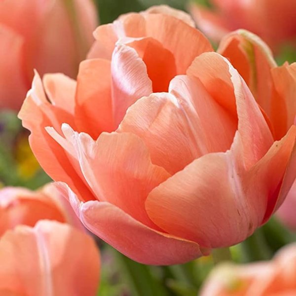 Van Zyverden 87019 Coral Set of 12 Bulbs Tulips 2019 Color of The Year Living, 12 cm