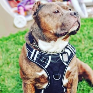 Big Dog Harness No Pull Adjustable Pet Reflective Vest