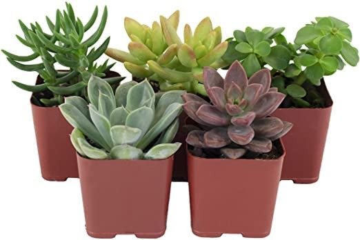 Succulents | Assorted Collection | Variety Set of Hand Selected, Fully Rooted Live Indoor Succulent Plants, 5-Pack