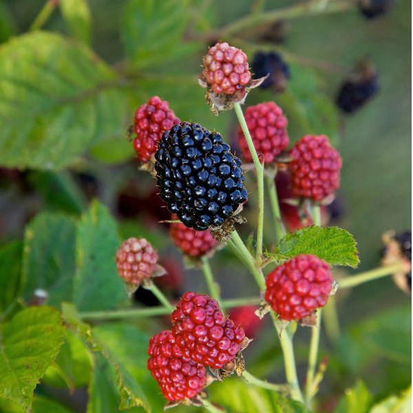 5.5 in Bushel and Berry® Baby Cakes® Blackberry Plant