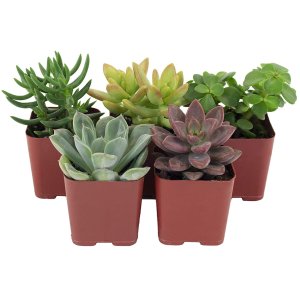 Shop Succulents Variety Set of Hand Selected, Fully Rooted Live Indoor Succulent Plants, 5-Pack