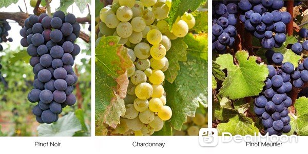 champagne-grapes.jpg