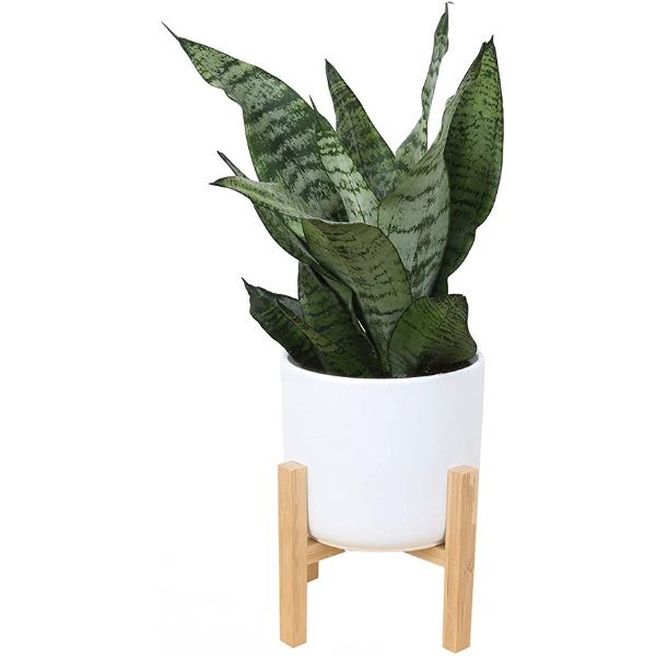 Snake, Sansevieria Mother-In-Law's Tongue in Mid-Century Modern Planter Stand Fits on Floor/Tabletops, Live Indoor Plant, 12-Inch Tall