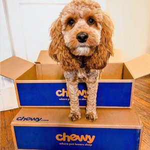 Chewy New Customer Sale