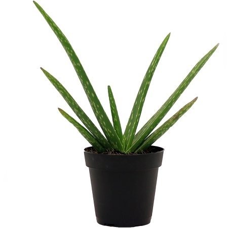 Delray Plants Aloe Vera in 4" Pot - Walmart.com