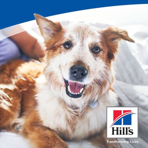 Hill's Science Diet Dog Food on Sale